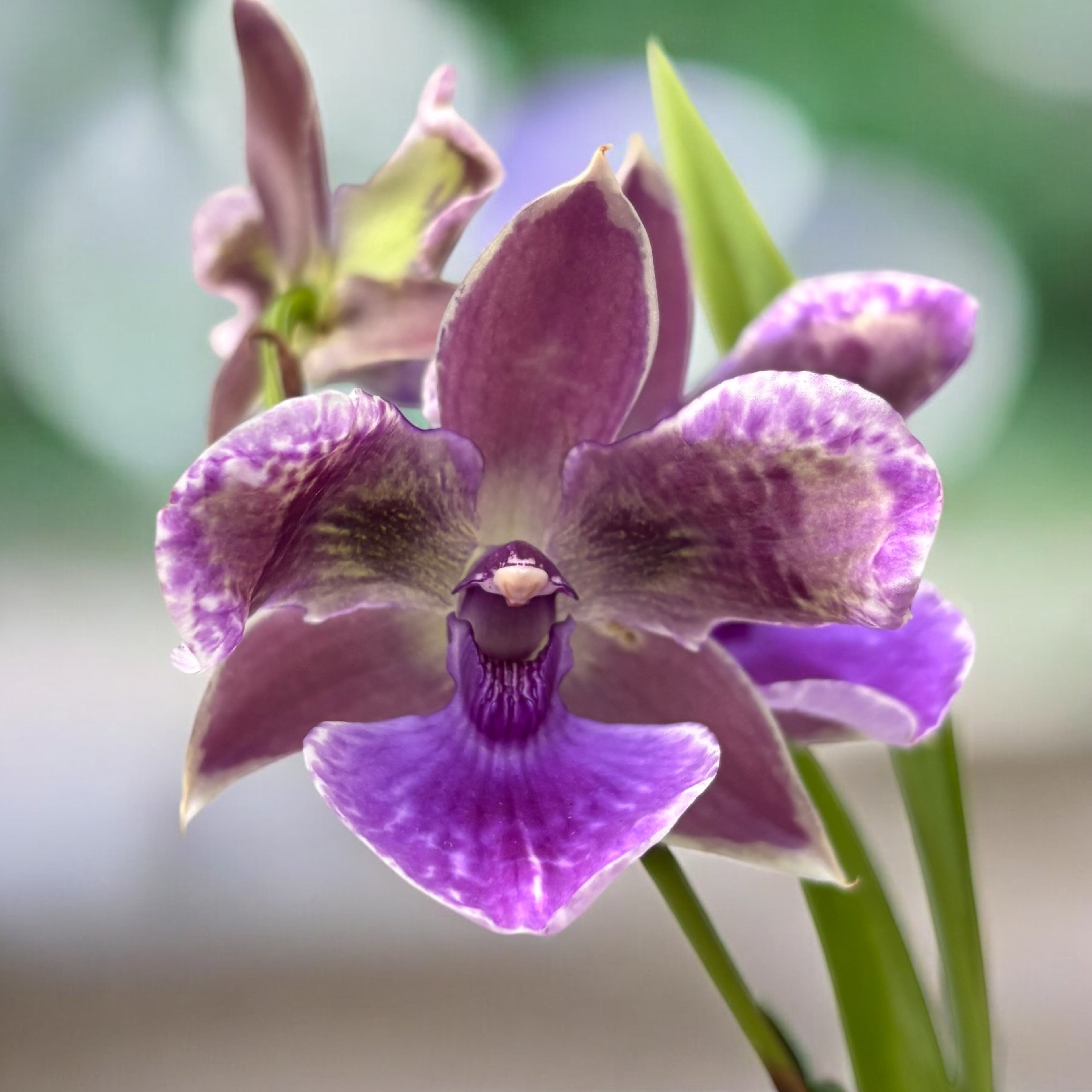 Zygopetalum Impasto Blue * flori pelorice si parfumate