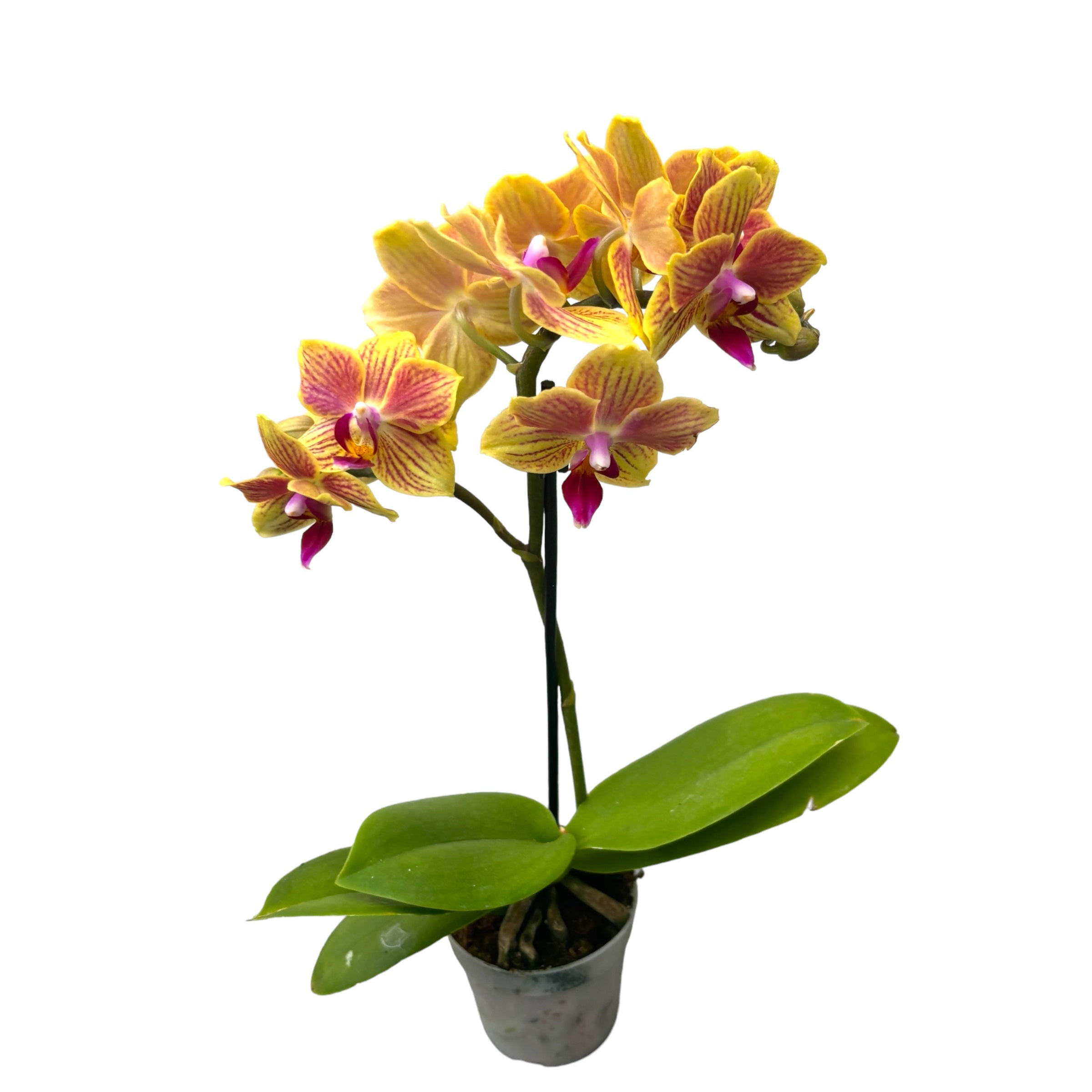 Phalaenopsis Indy (mini)