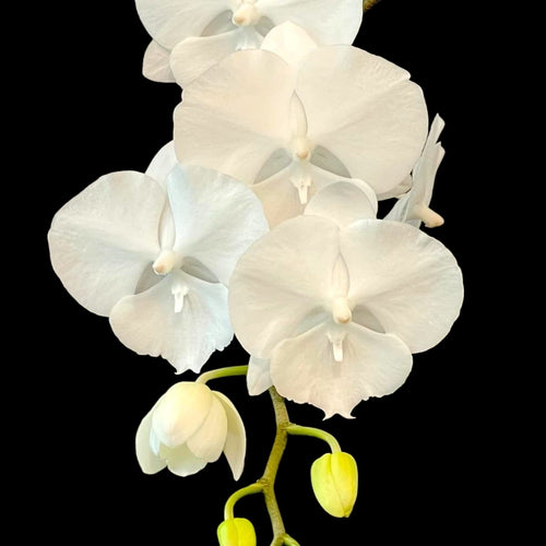 Phalaenopsis Charming Crystal Water '1288' - big lip
