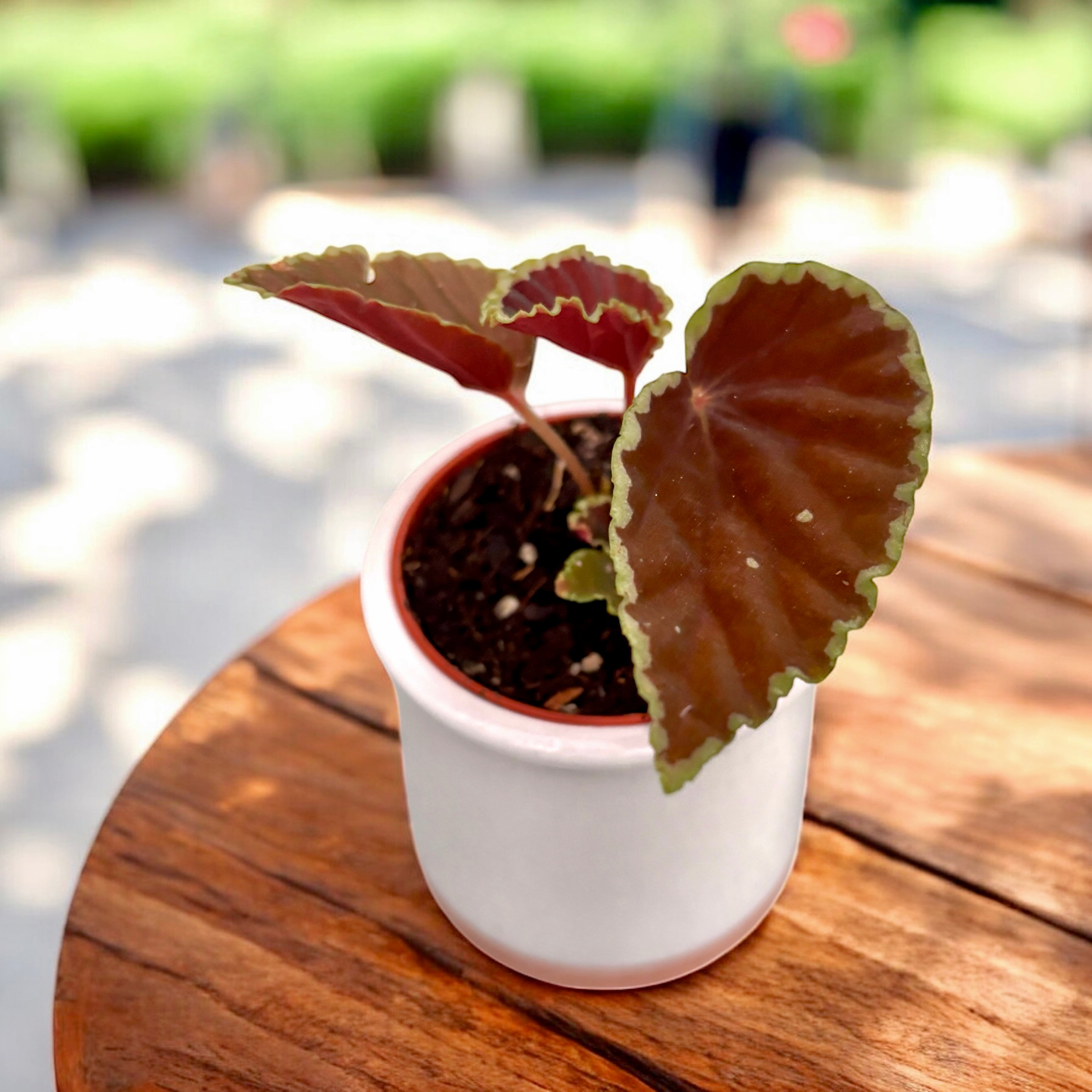 Begonia darthvaderiana ‘Green Spots’ – bijuteria tropicala cu frunzis catifelat si pete verzi luminoase