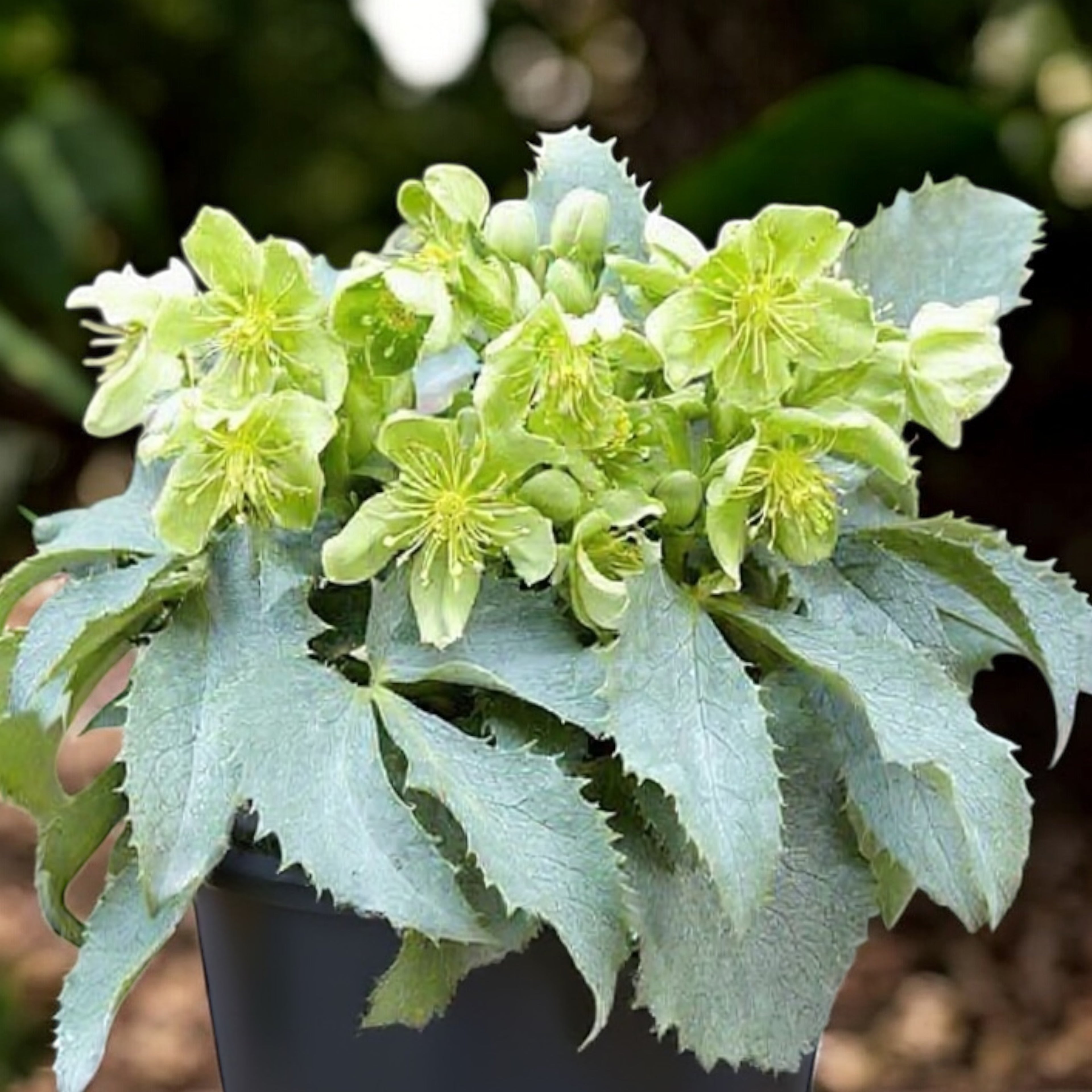 Helleborus argutifolius ‘Silver Lace’ - spanz cu frunzis argintiu si flori verzi