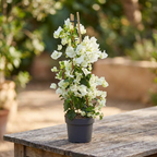 Bougainvillea 'White' – Die weiße Papierblume