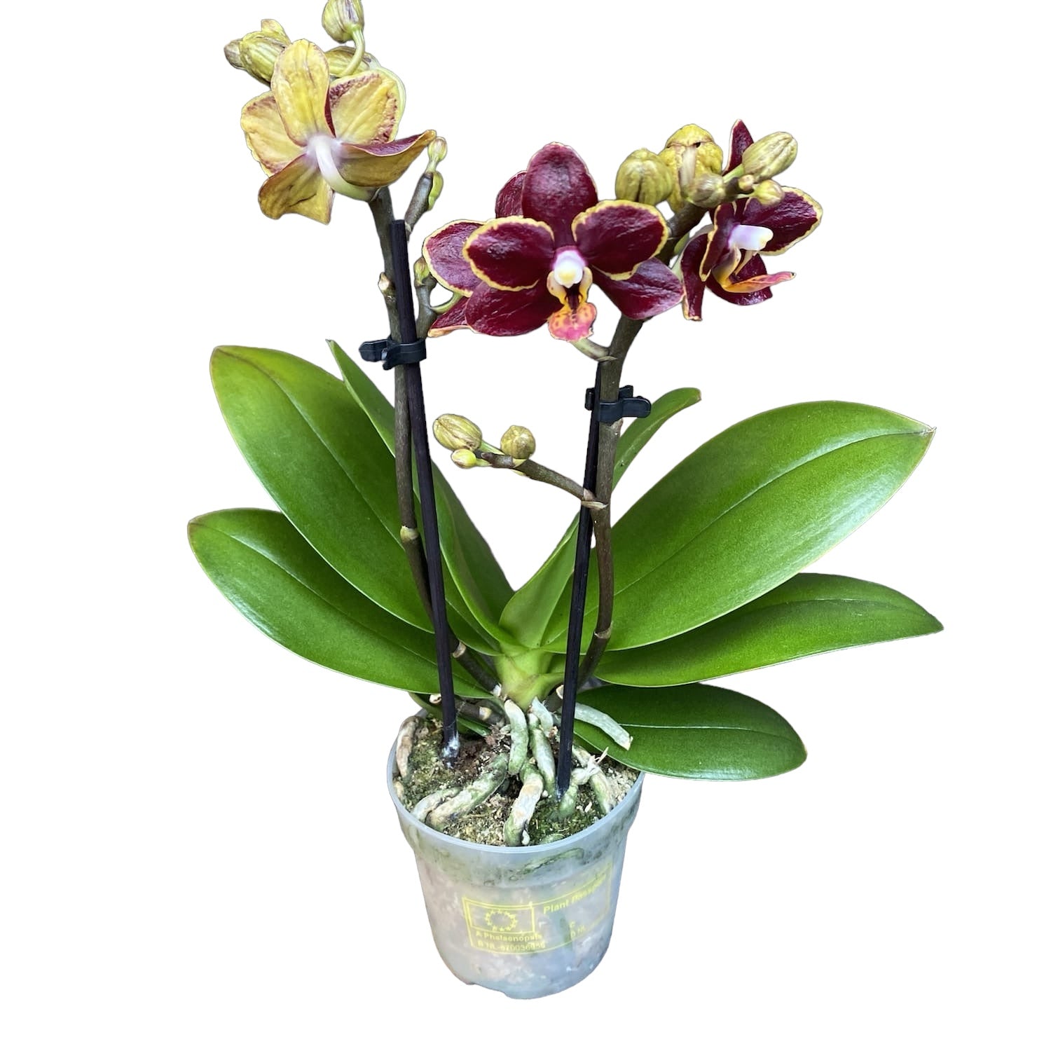 Phalaenopsis Sunrise Red Peoker (Esmee) - gewachste Blumen