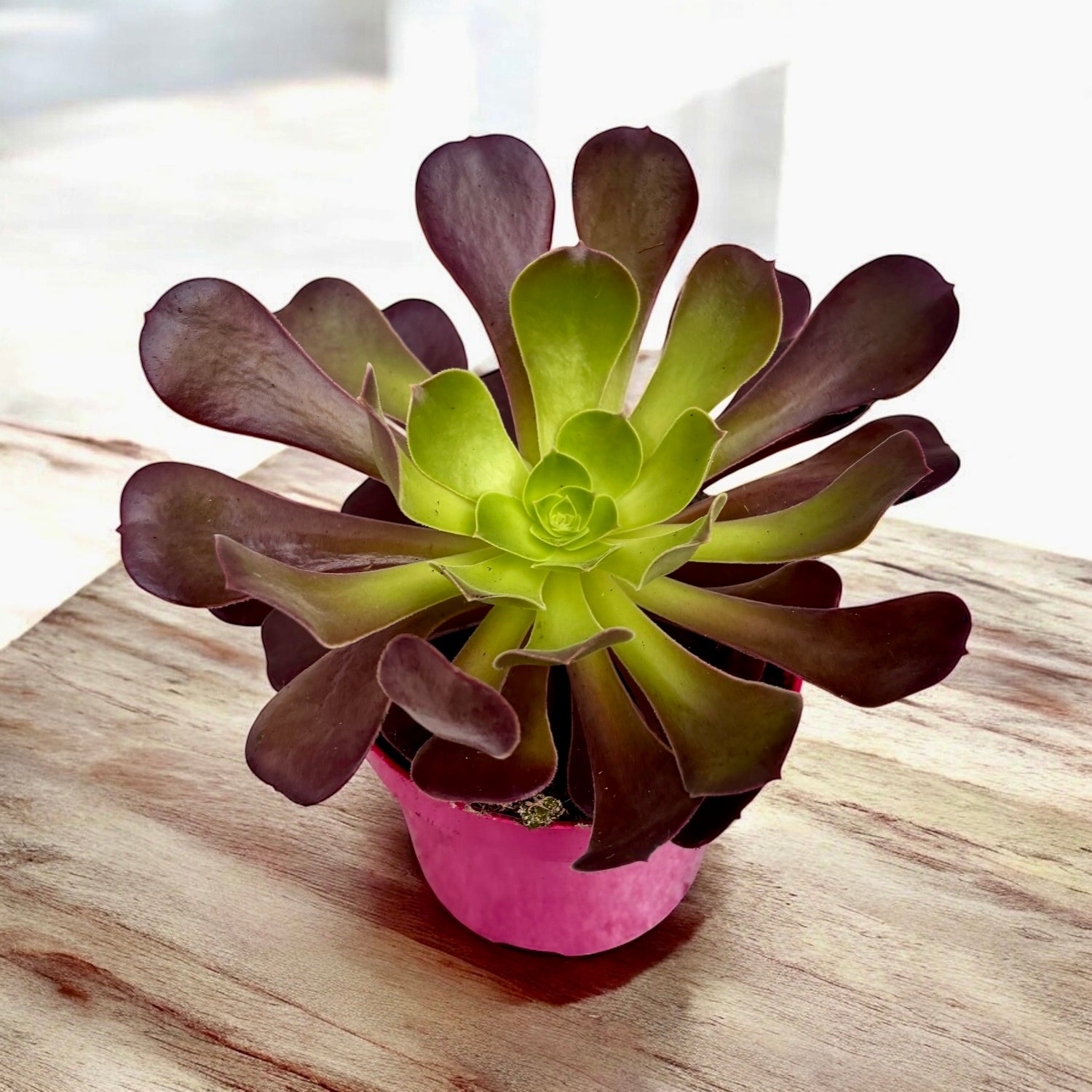Aeonium arboreum 'Velour' (irlandzka róża)