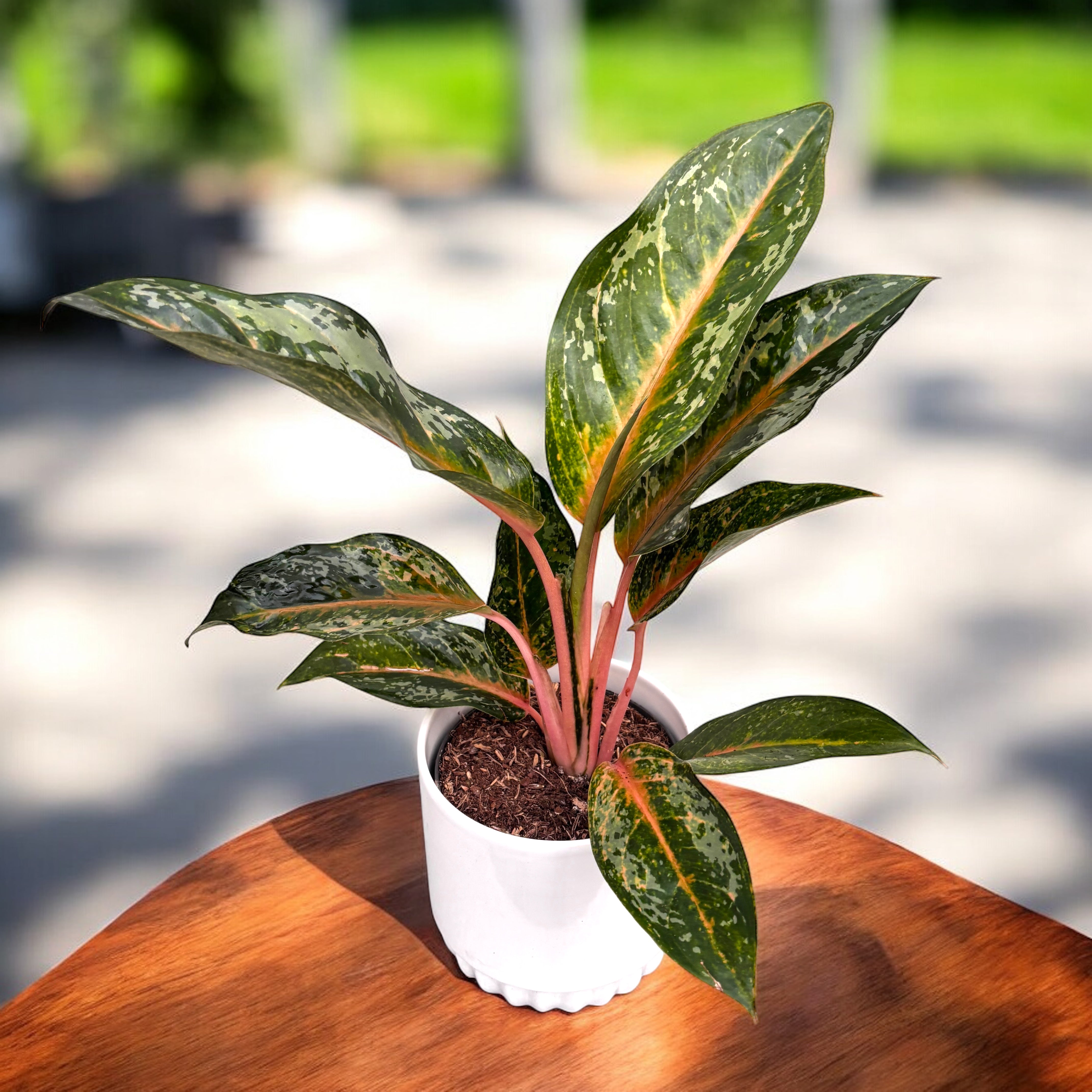 N*P様 THE GREEN KONG Aglaonema picture Aglaonema 'Pumpkin Green' – Secret Garden Plant Shop