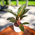 Aglaonema ‘Pumpkin Green’