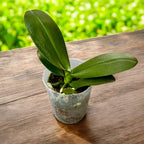 Phalaenopsis Haur Jin Princess