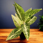 Aglaonema 'Polar Springtime'