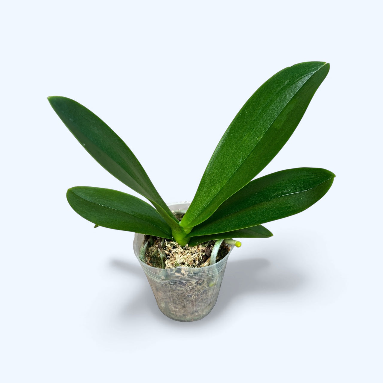 Phalaenopsis Miki Splash Butterfly (peloric)