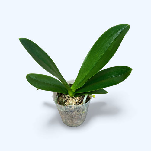 Phalaenopsis Miki Splash Schmetterling (pelorisch)
