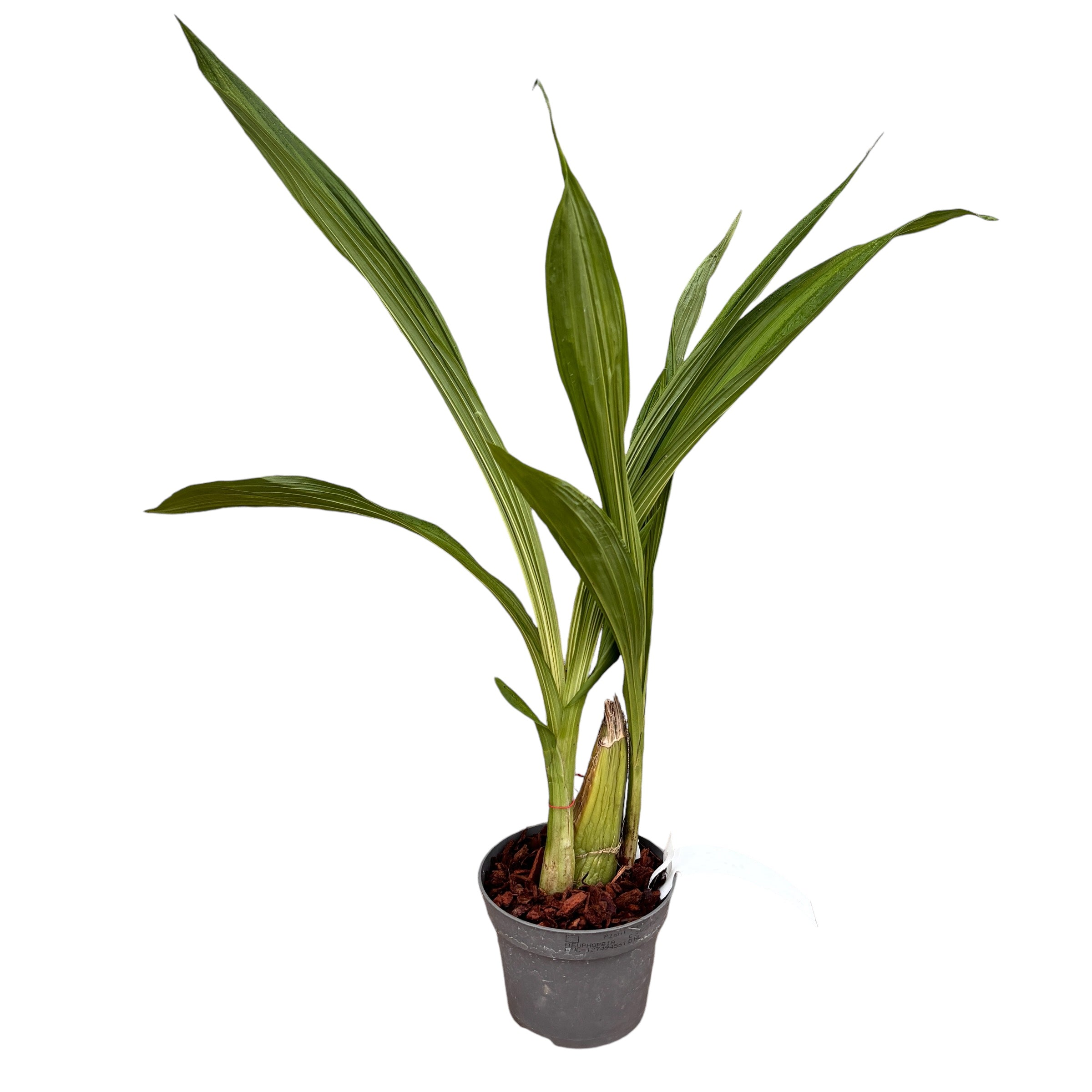 Peristeria Parotia parfumata