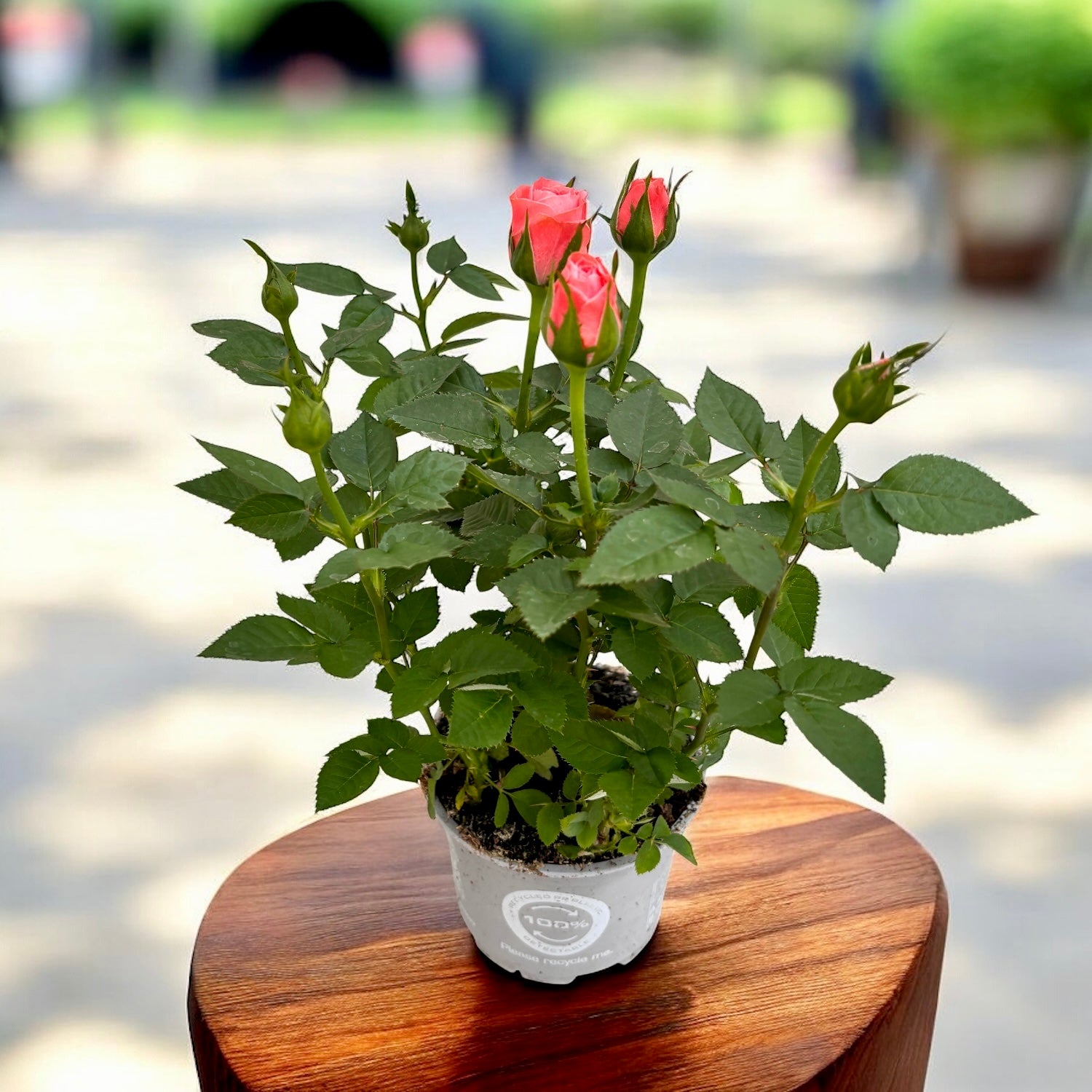 Trandafiri pitici de gradina - Rosa 'Aloha Kordana' (3 plante/ghiveci)