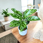 Aglaonema Maria 2pp