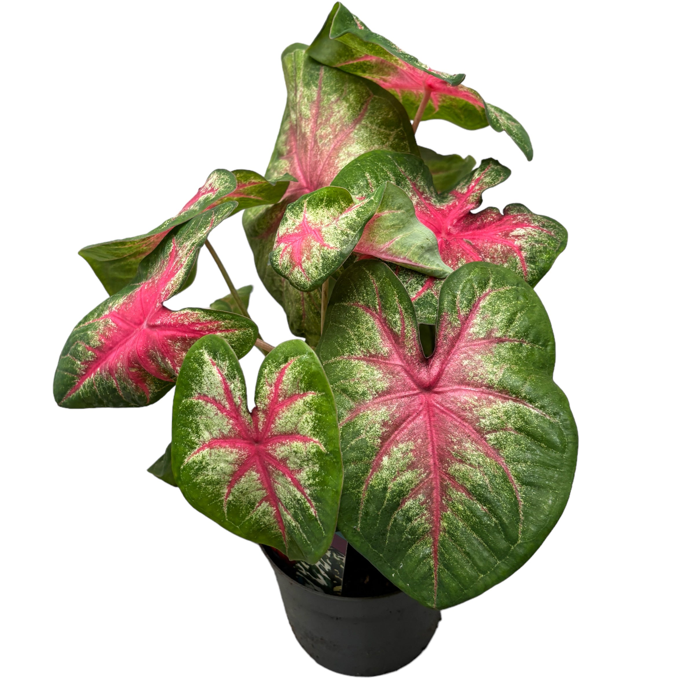 Caladium ‘Rosebud’