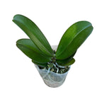 Phalaenopsis I-Hsin Gelber Leopard