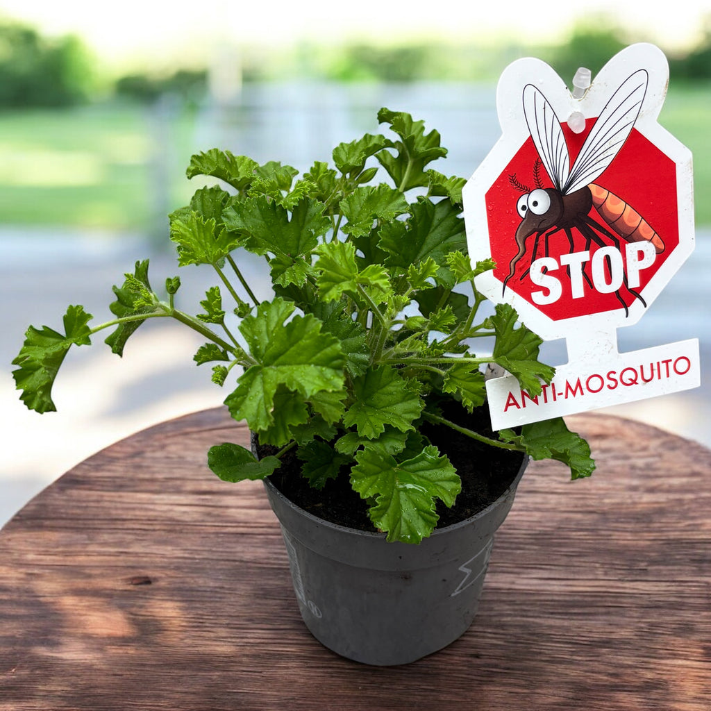 Muscate antitantari - Pelargonium graveolens ‘Eva’ (Protiv komaraca)