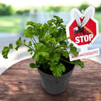 Muscate antitantari - Pelargonium graveolens ‘Eva’ (Anti-Mosquito)