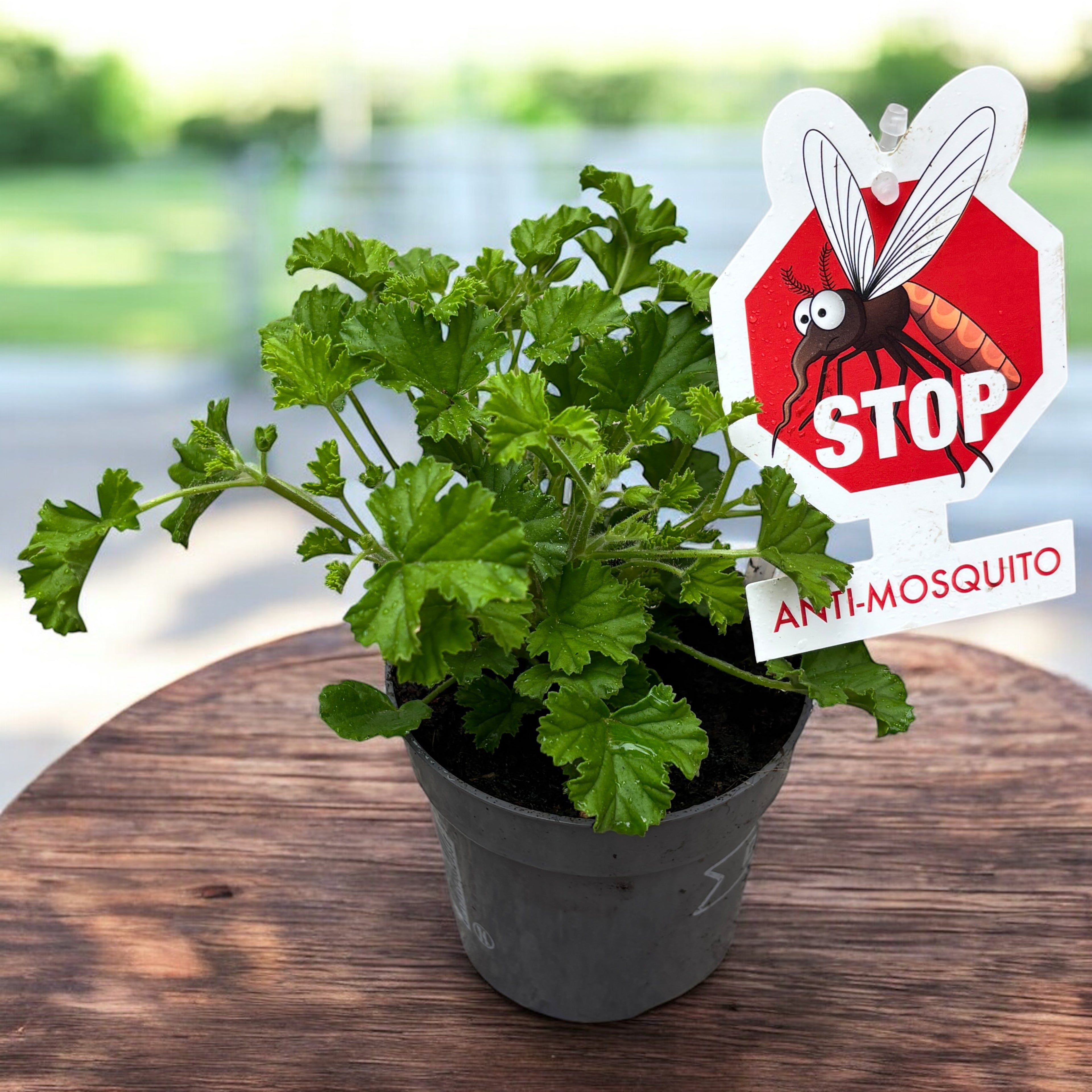Muscate antitantari - Pelargonium graveolens ‘Eva’ (Anti-Mosquito)