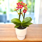 Phalaenopsis Rising Sun - fleurs peloriques parfumées