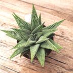 Haworthia limifolia 'Spider White'