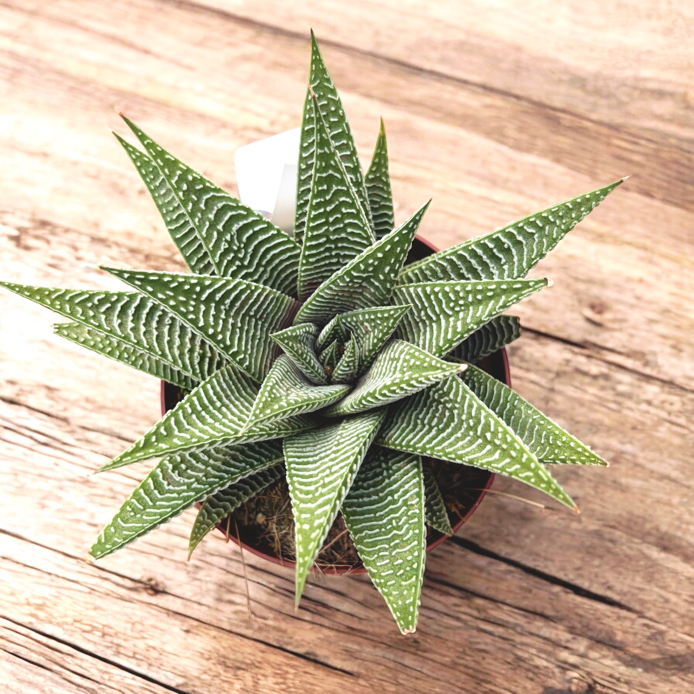 Haworthia limifolia 'Spider White'