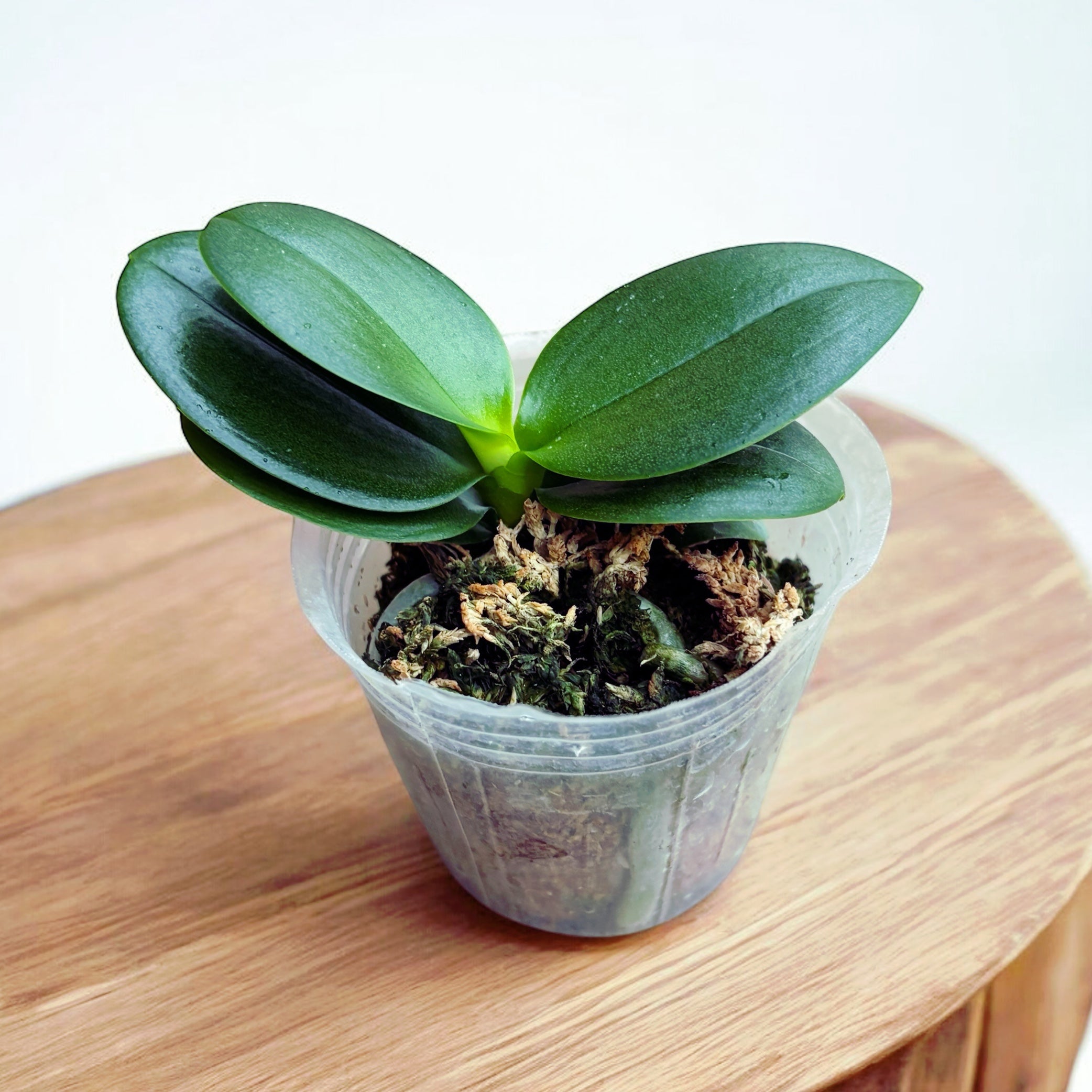 Phalaenopsis Caribbean Sunset × minus (peloric) - flori parfumate