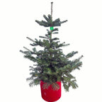 Brad nobil semi-argintiu - Abies koreana