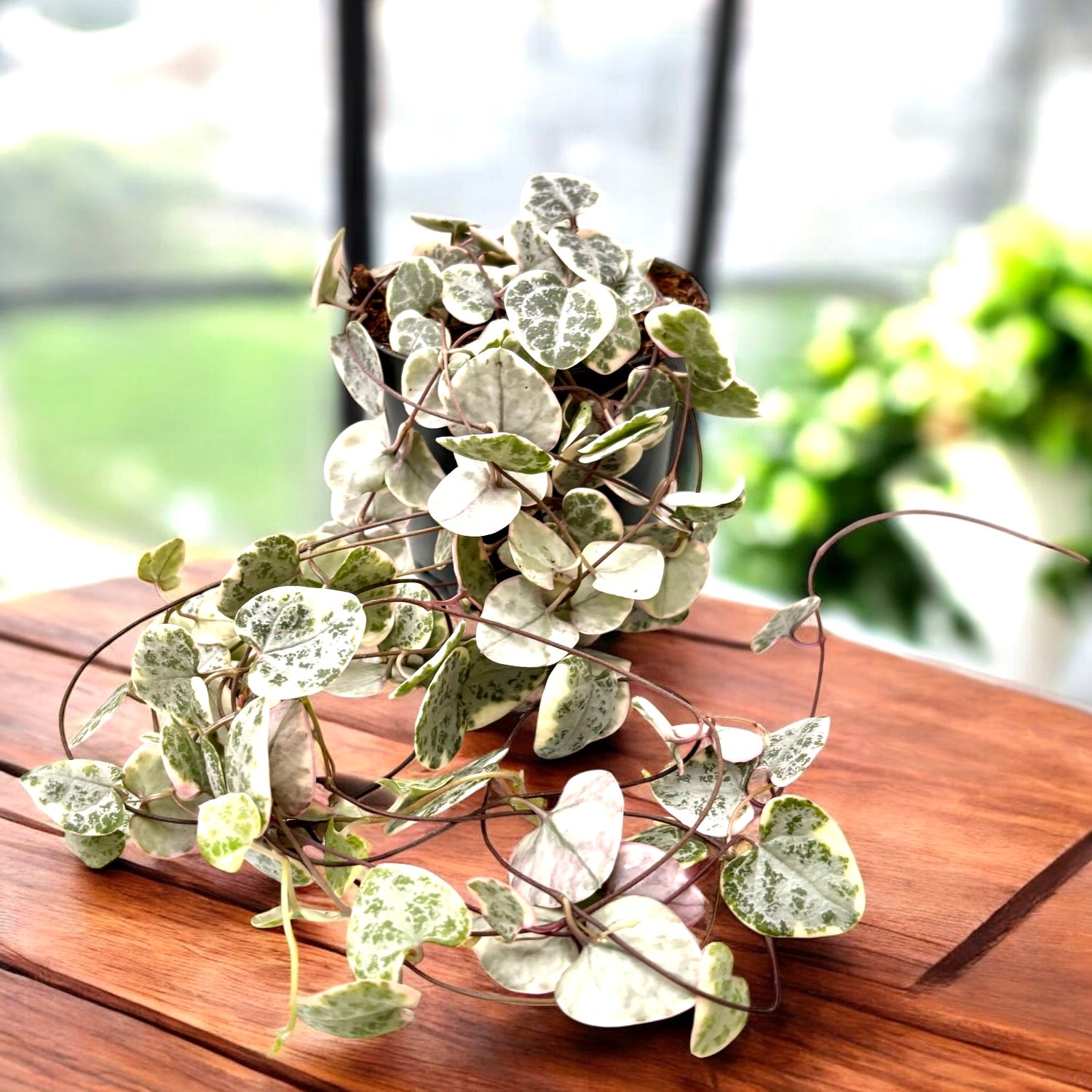 earnest hearts plants　✕　kikko 　BOLT Ceropegia woodii 'Marlies' VARIEGATA (String of hearts) – Secret