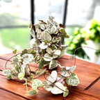 Ceropegia woodii 'Marlies' VARIEGATA (String of hearts)