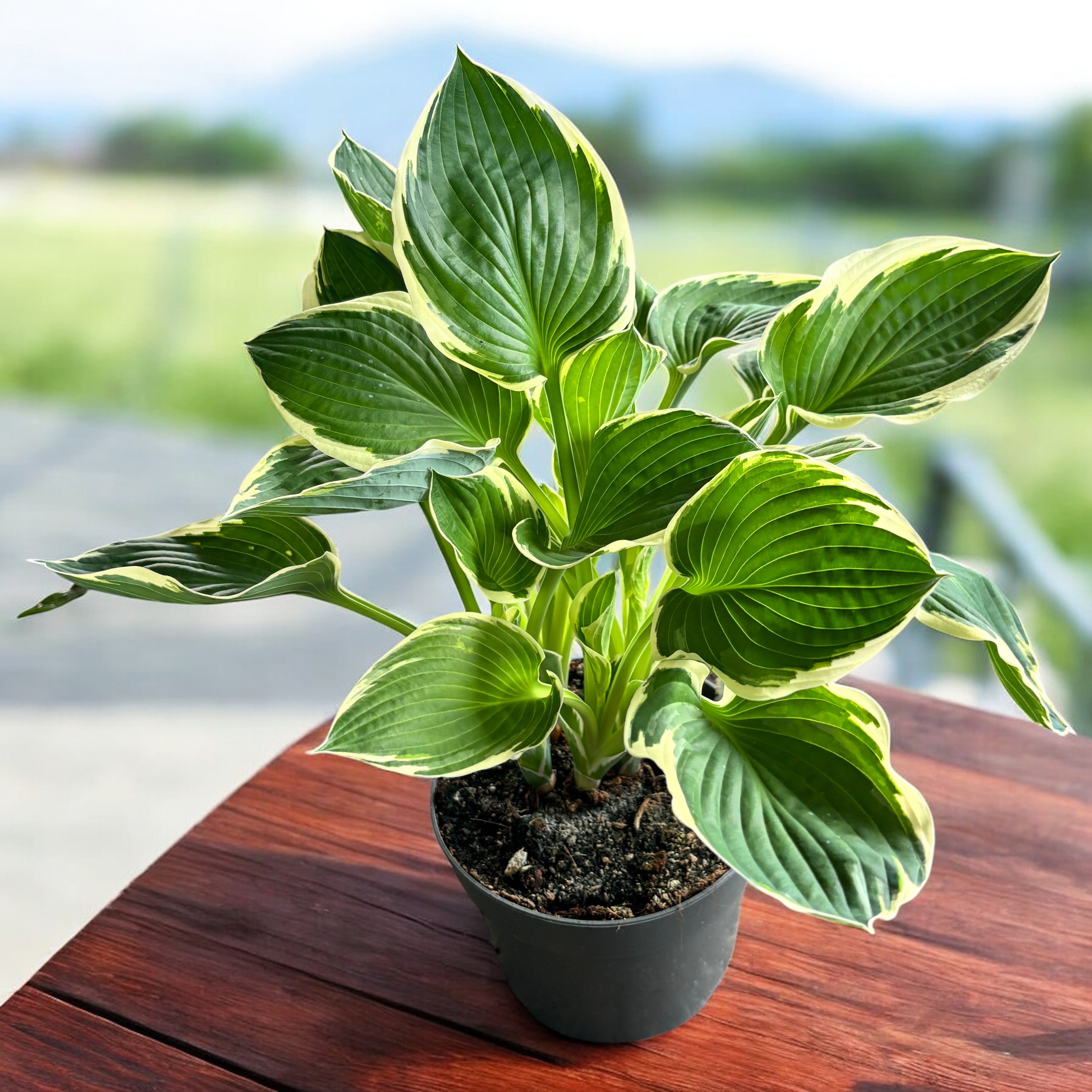 Hosta ‘Francee’ – crin de toamna cu frunze variegate alb-verde, pentru spatii umbrite