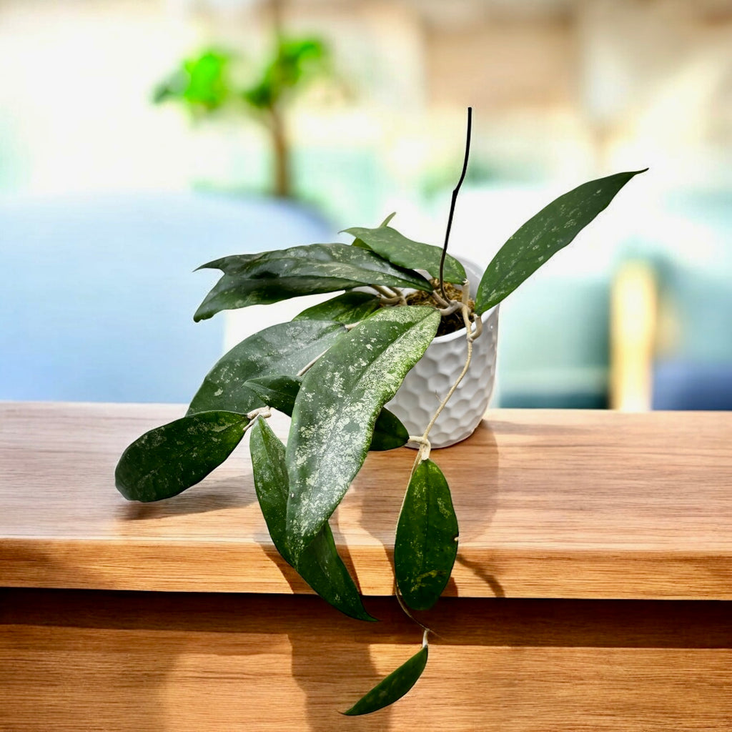 Hoya finlaysonii (fröccsenő levelek) - illatos virágok