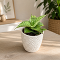 Sansevieria „Snowflake“ – kompakte Sansevieria mit silbrigem Laub