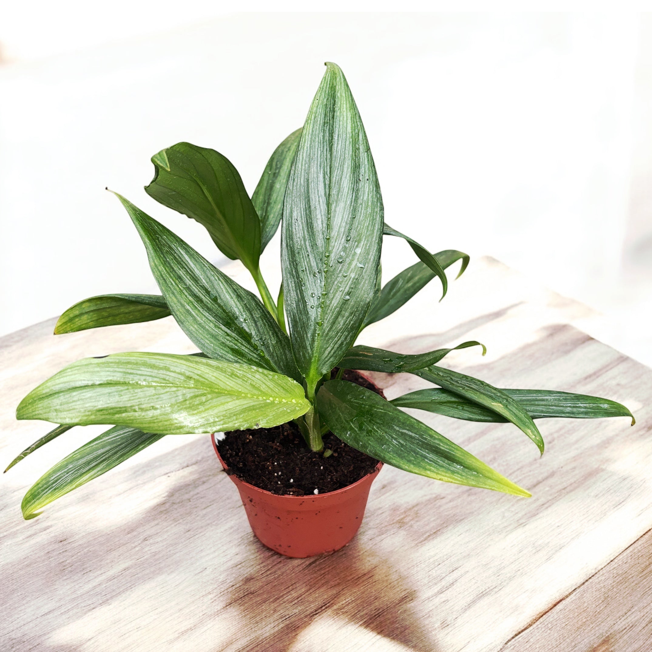 Epipremnum amplissimum 'Silver Leaf'
