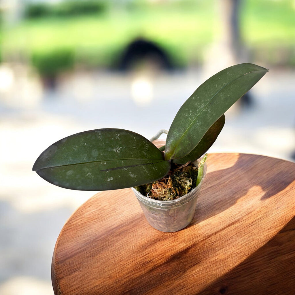 Phalaenopsis stuartiana var. nobilis 'Xiuya'