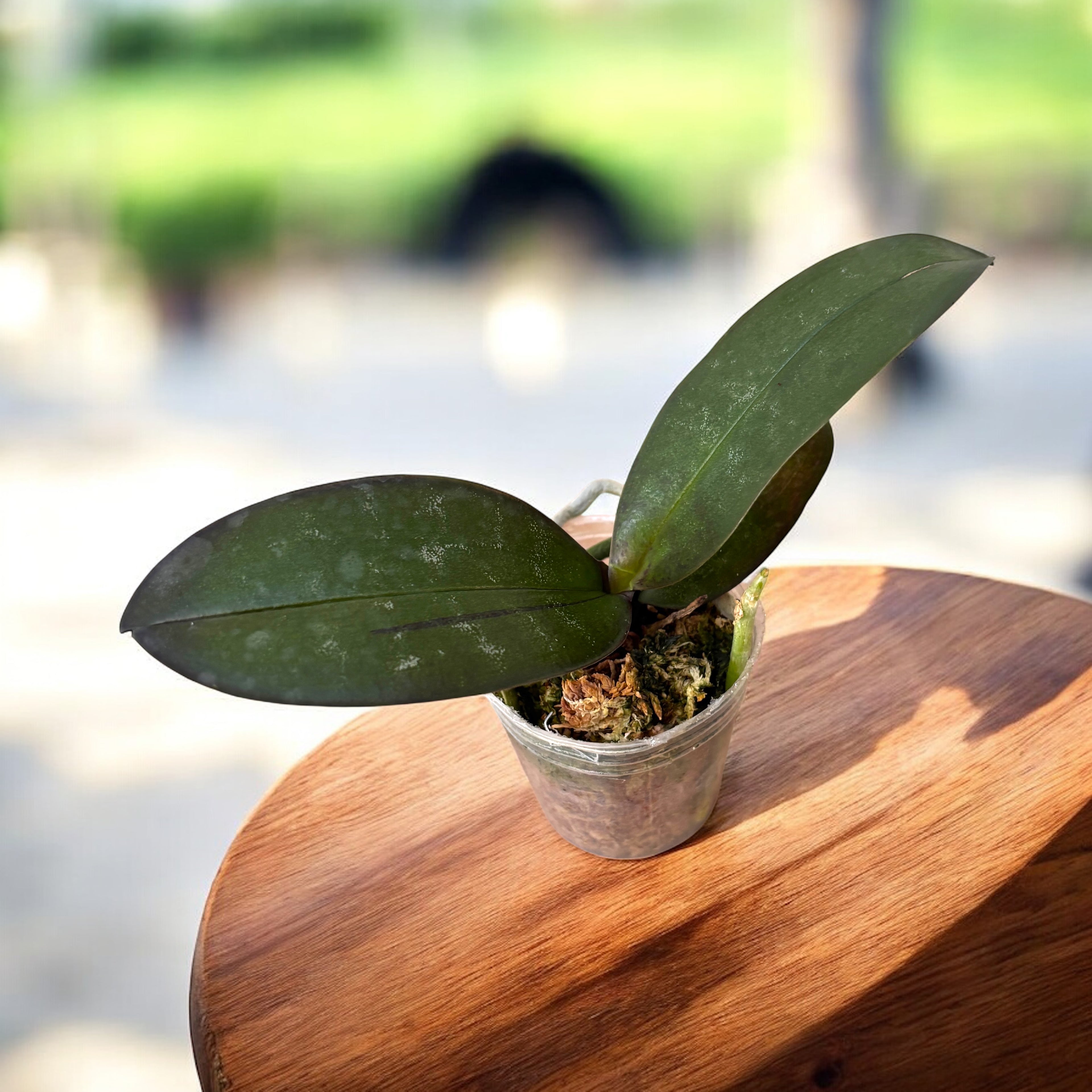 Phalaenopsis stuartiana var. nobilis 'Xiuya'