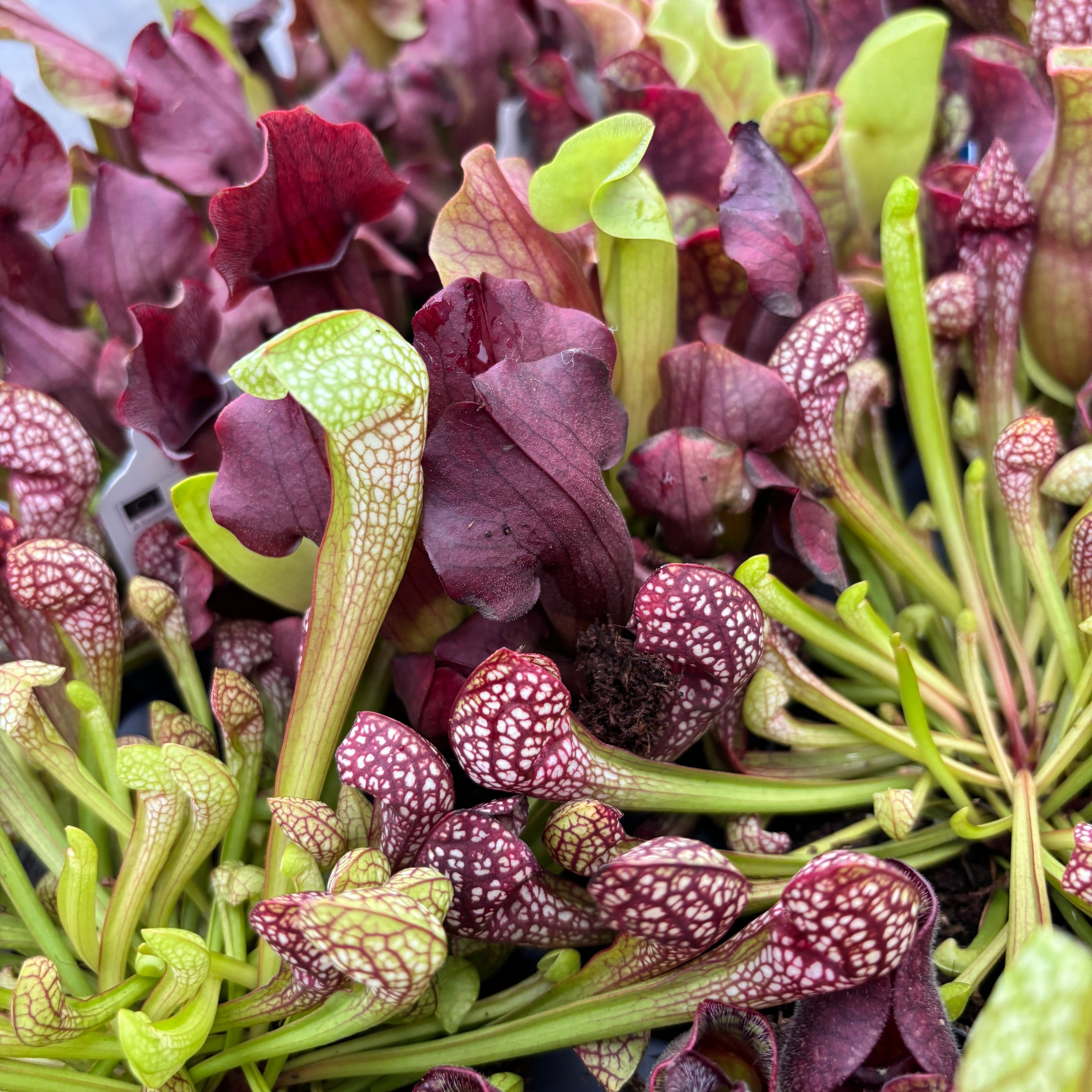 Sarracenia mix - Planta Ulcior