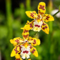 Odontocidium Remember Burkhard Holm (flori parfumate)