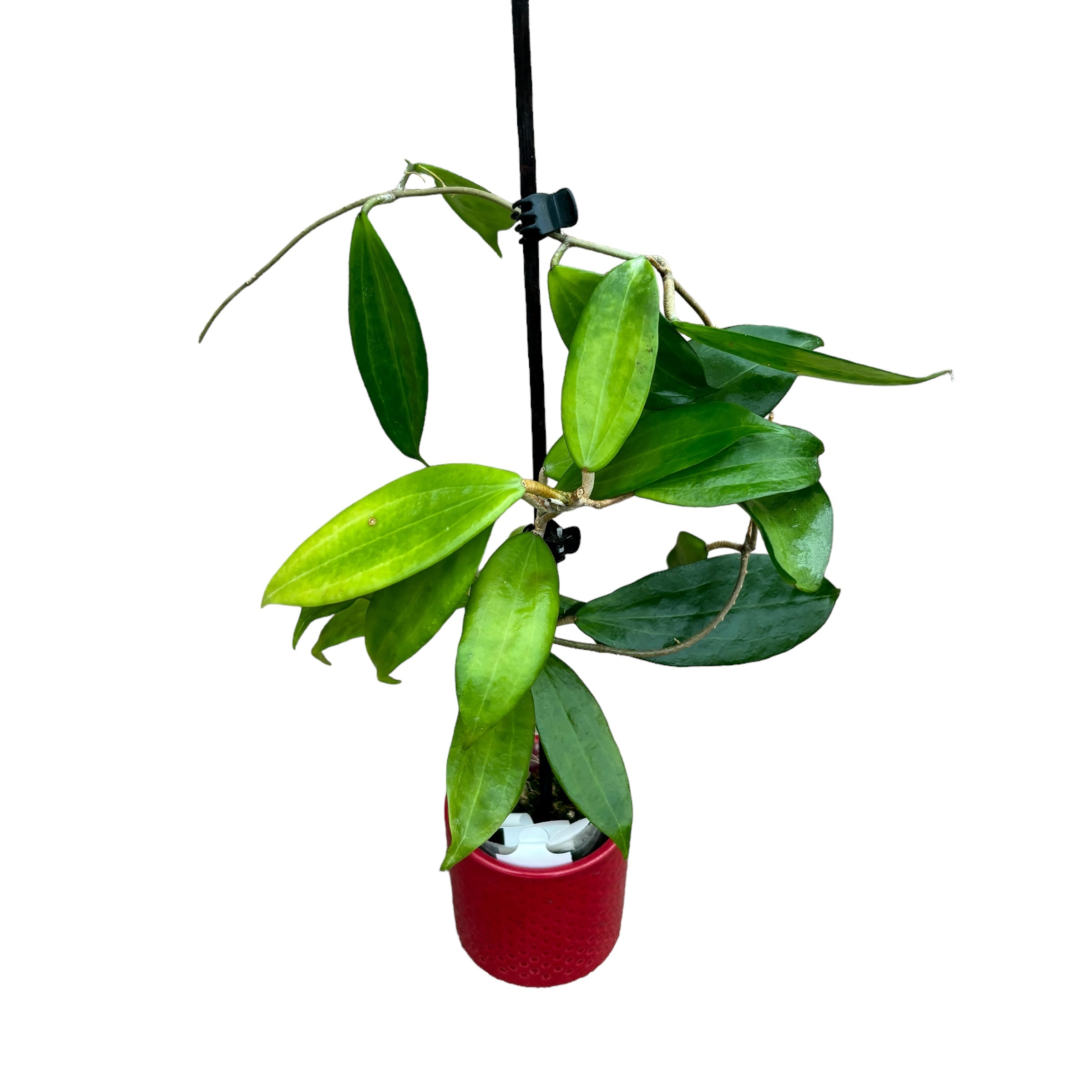 Hoya neoebudica (Golden Wax Plant) - exemplare dezvoltate