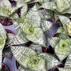 Sansevieria ’Ehrendel’