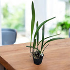 Bc. Chian-Tzy Anierina 'Little Jolie' vonná