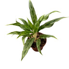 Aglaonema 'Setthirmai’ D9