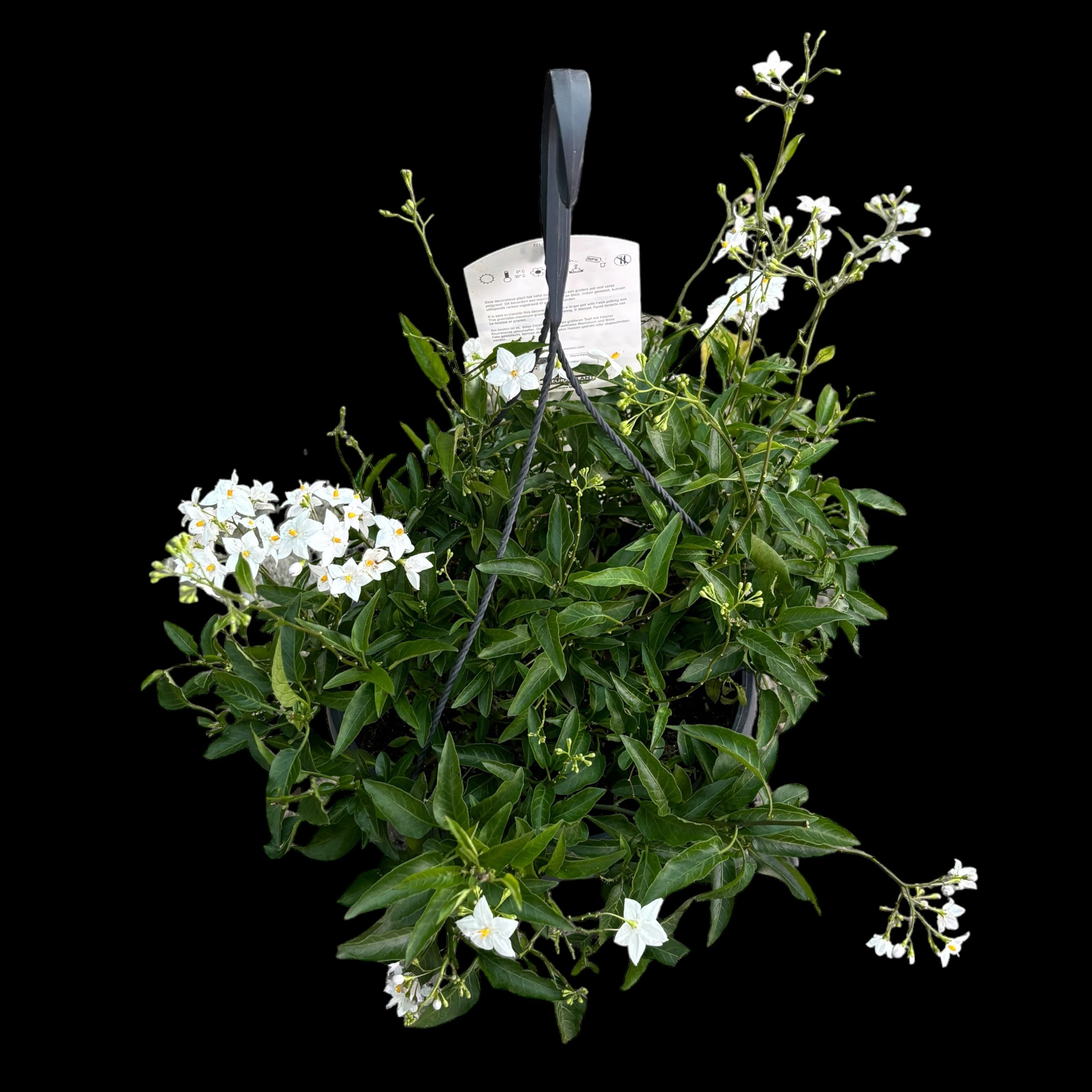 Solanum Jasminoides (iasomie cataratoare)