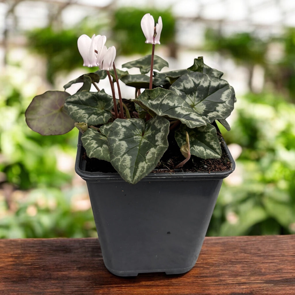 Cyclamen hederifolium ‘Album’ - jesenná nežnosť s čistými bielymi kvetmi a jemnou vôňou