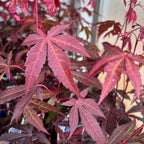 Acer palmatum 'Atropurpureum' (Röd japansk lönn)