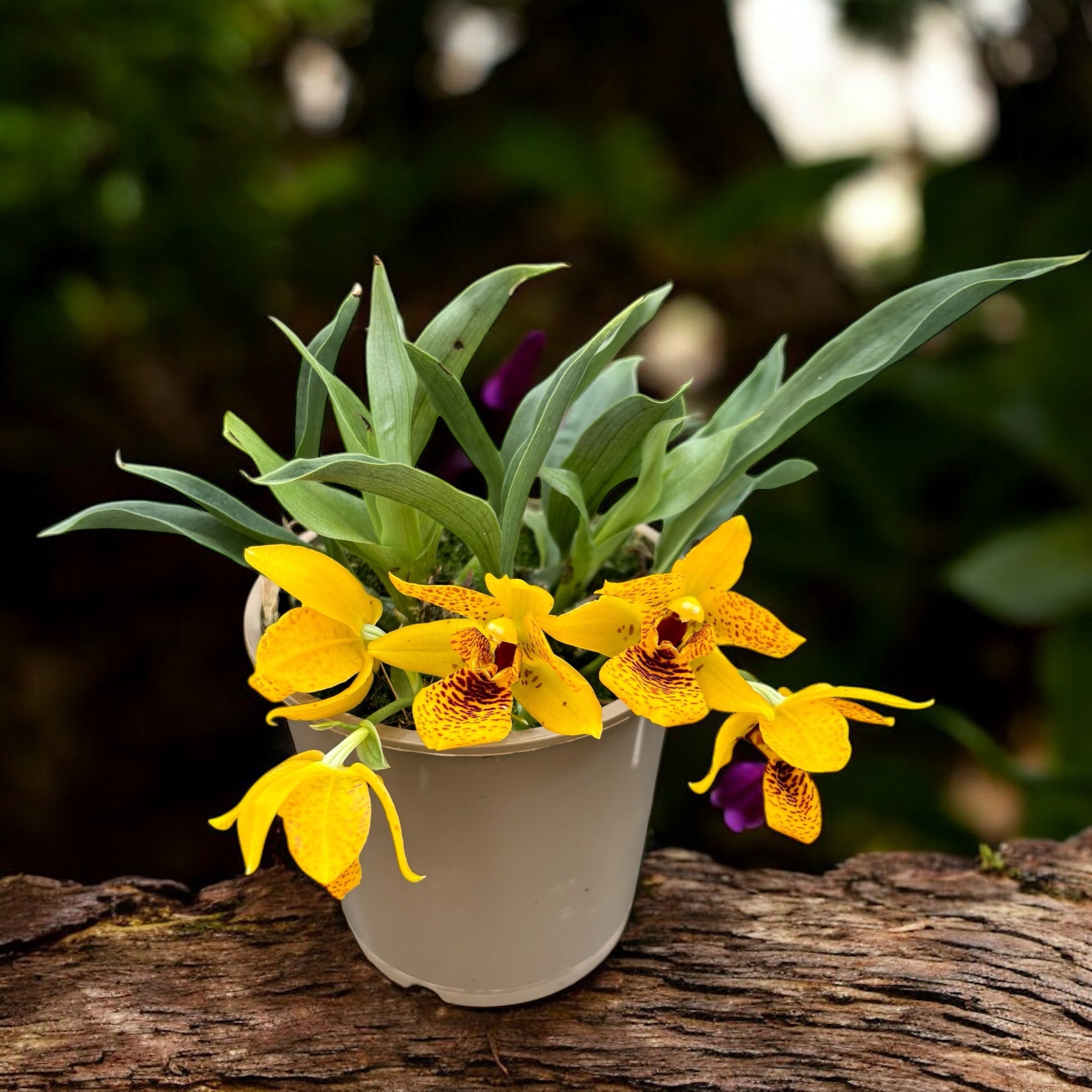 Promenaea Sunlight tigrata