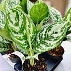 Aglaonema 'Jungle Silver'