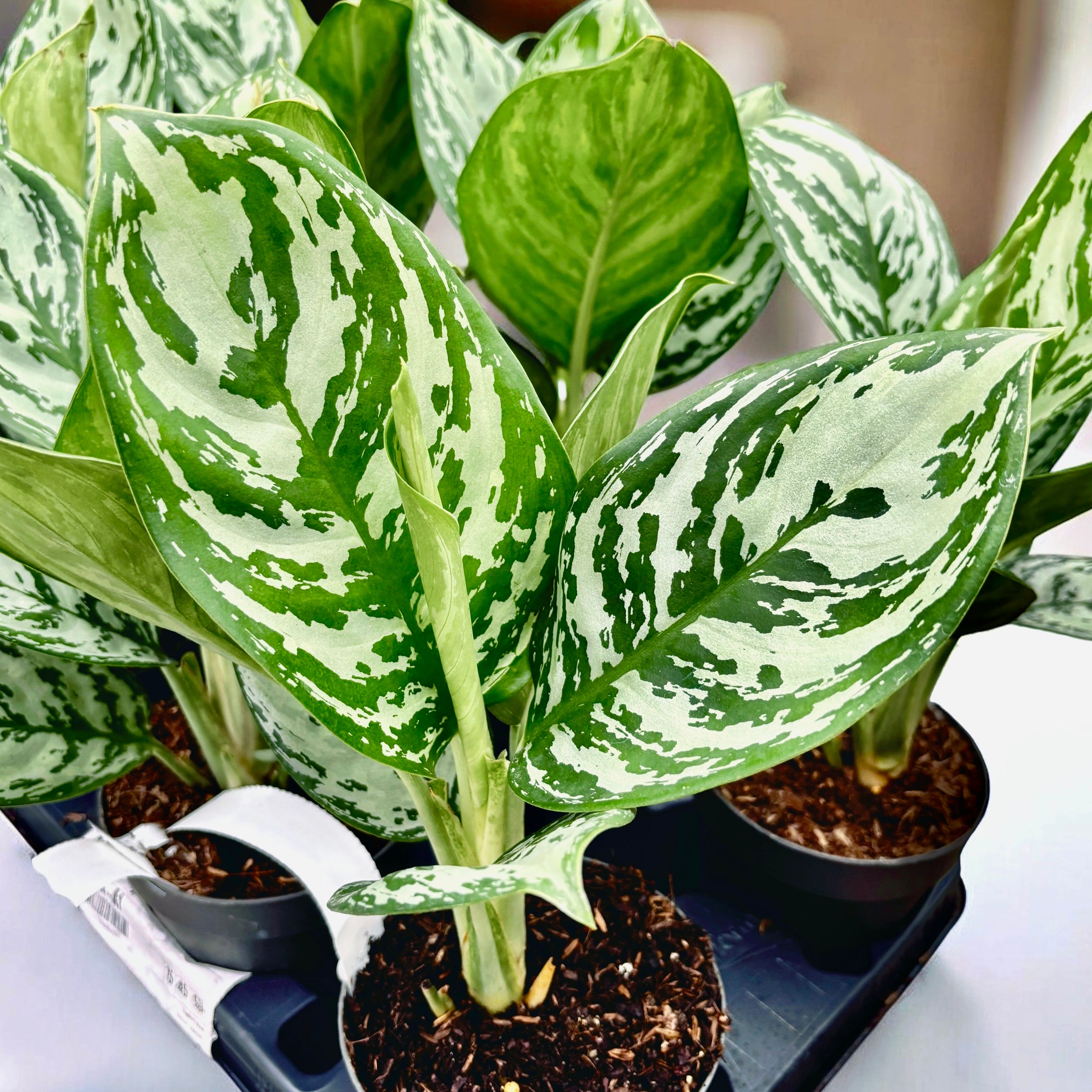 Aglaonema 'Jungle Silver'