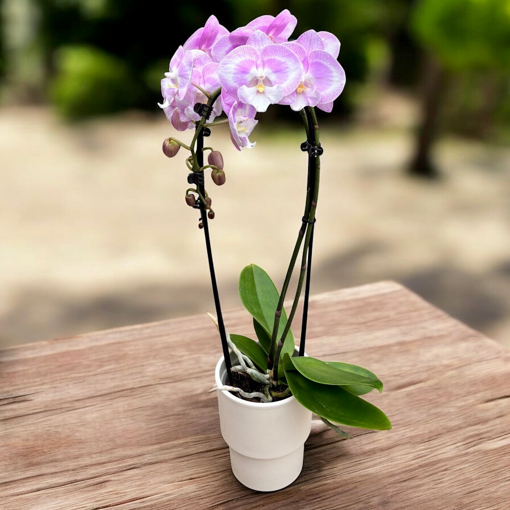 Phalaenopsis Jingle stor läpp