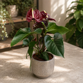 Anthurium (Andreanum Grp) 'Tranquillo' - Flamingo flower with dark burgundy flowers