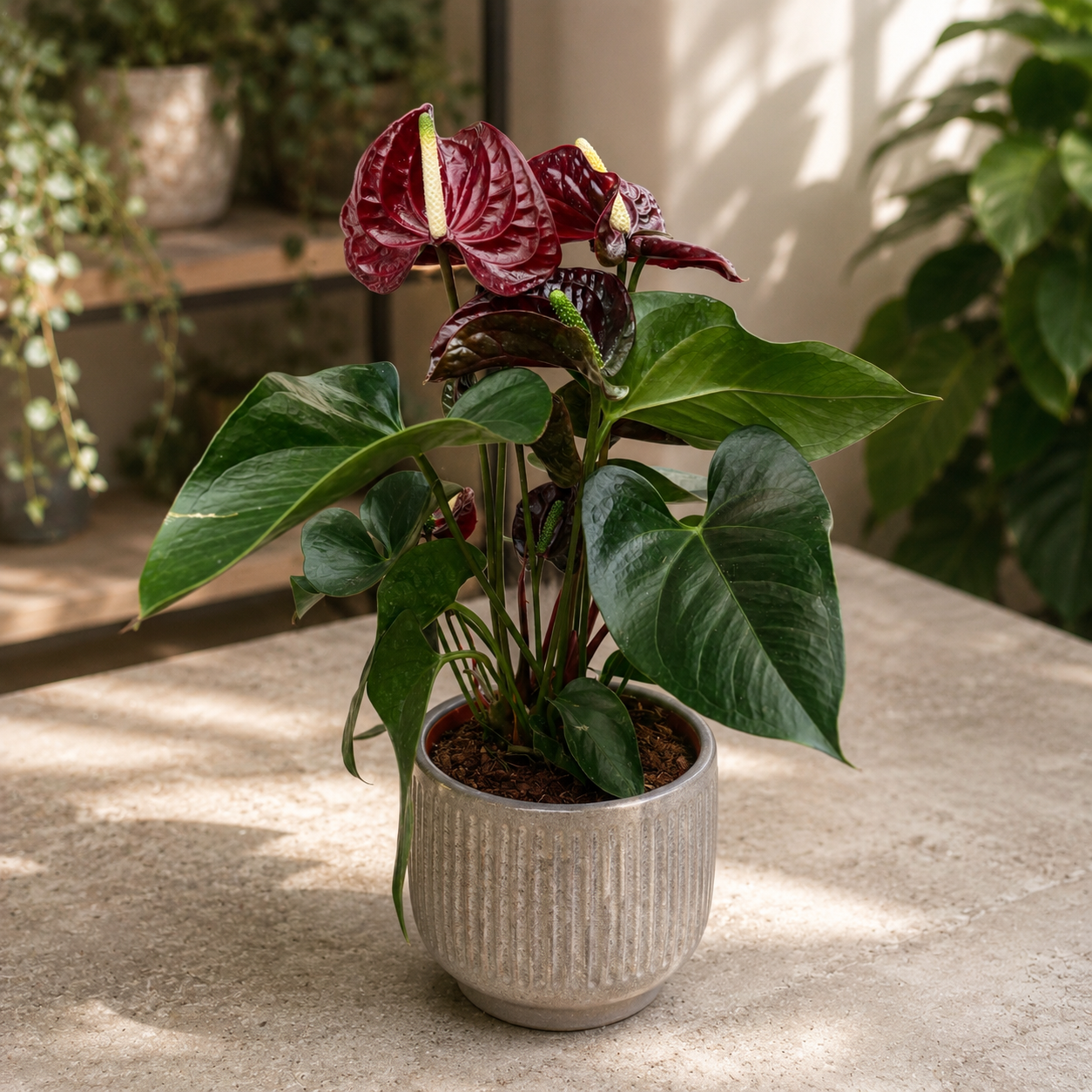 Anthurium (Andreanum-Gruppe) „Tranquillo“ – Flamingoblume mit dunkel bordeauxroten Blüten